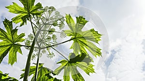 A branch of toxic Giant Hogweed with characteristic leaves against a bright sky illustration