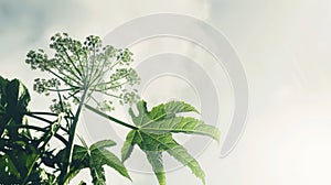 A branch of toxic Giant Hogweed with characteristic leaves against a bright sky illustration