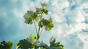 A branch of toxic Giant Hogweed with characteristic leaves against a bright sky illustration