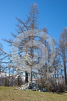 Branch of a tree