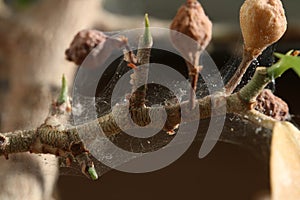 Branch of a tree affected by Spider mite, Tetranychus urticae photo