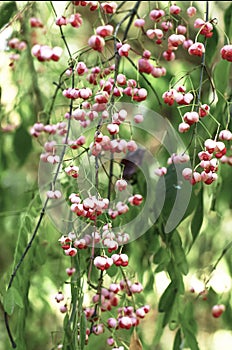 Branch with pink flowers