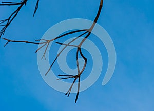 branch of tree with blue sky