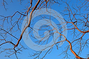 Branch of tree and blue sky photo