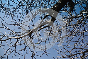 Branch of tree on blue sky