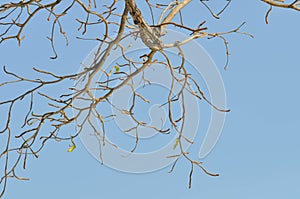 Branch or tree and blue sky