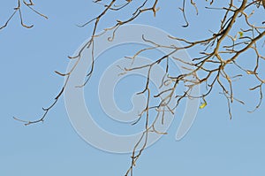 Branch or tree and blue sky