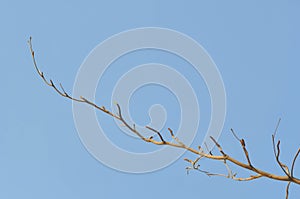 Branch or tree and blue sky