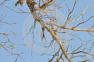 Branch or tree and blue sky