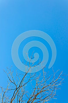 Branch of tree with blue sky background