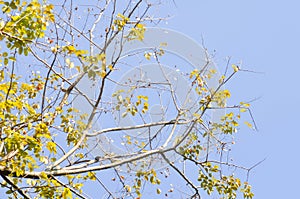 branch or tree and blue sky