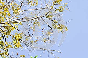 branch or tree and blue sky