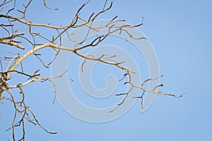 Branch or tree and blue sky