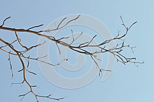 Branch or tree and blue sky