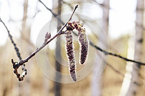 A branch of a tree with budding buds against the background of the morning forest.