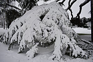 Branch of tree covered by fresh white snow - Leamington Spa, UK - 10 december 2017