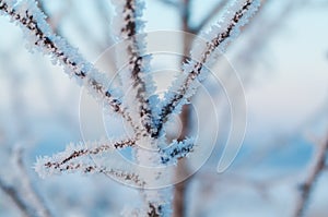 Branch of a tree covered with frost