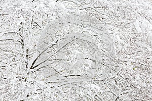 Branch of the tree covered in snow