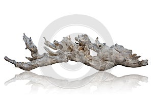 Branch tree dry cracked dark bark isolated on white background. clipping path