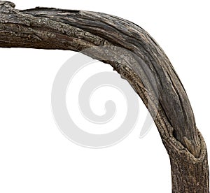 branch tree dry cracked dark bark isolated on white background. clipping path