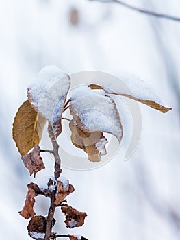 Branch of tree with dry orange leaves, covered with snow. Winter