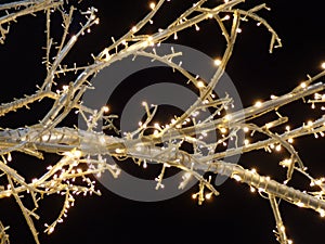 Branch of tree with electric lights.