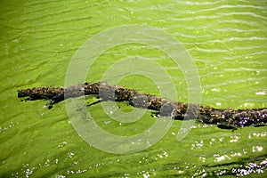 Branch of tree floating on green river lake water