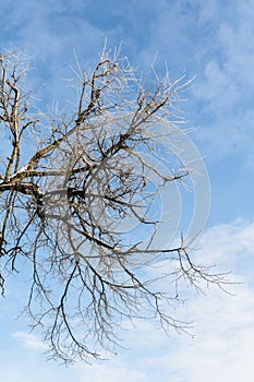 Branch of a tree without foliage on a background of blue sky with clouds, sunny day in winter, nature background