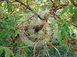 The branch of the tree in the forest is affected by the disease.