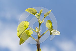 Branch of tree with fresh green leaves