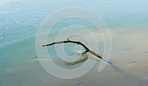 Branch of a tree in a frozen lake
