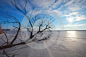 Branch a tree on frozen lake