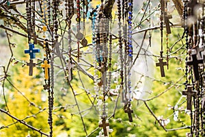 Branch of a tree full of rosaries