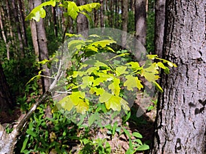 A branch of a tree with a green leaf on a background of grass and forest