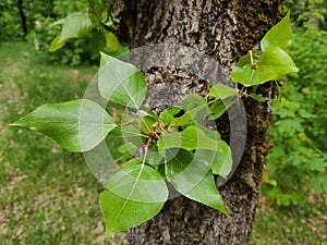 A branch of a tree with a green leaf on a background of grass and forest