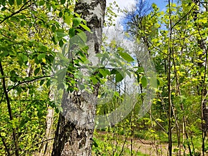 A branch of a tree with a green leaf on a background of grass and forest