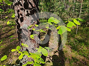 A branch of a tree with a green leaf on a background of grass and forest