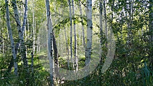 A branch of a tree with green leaves