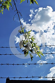 Branch of a tree with green leaves on a background of blue sky and barbed wire.