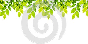 Branch of tree with green leaves isolated on white background.