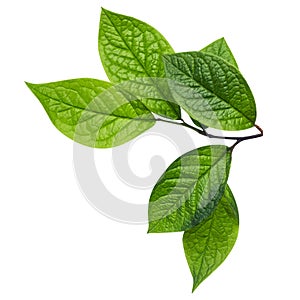 Branch of tree with green leaves on white background