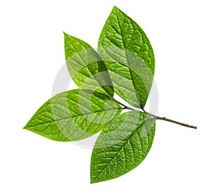 Branch of tree with green leaves on white background