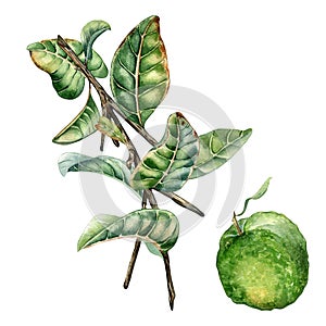 Branch of tree and guava fruit watercolor illustration isolated on white background. Guajava with green leaves, tropical