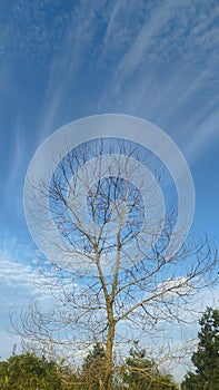 Branch of a tree that has lost ist leaves