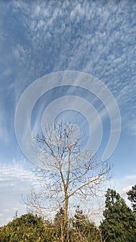 Branch of a tree that has lost ist leaves