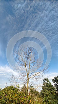 Branch of a tree that has lost ist leaves