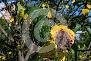 A branch of a tree with healthy green leaves and unhealthy yellow dry leaves. Tree leaf diseases