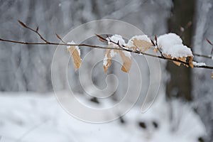 Ramo un albero un una lettera coperto secondo 