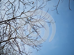 Branch tree and leafless on blue sky background  Bare tree branch silhouette against sky  abstract wallpaper for graphic creative