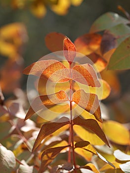 A branch of a tree with leaves of yellow-red shades in rays of the autumn sun.